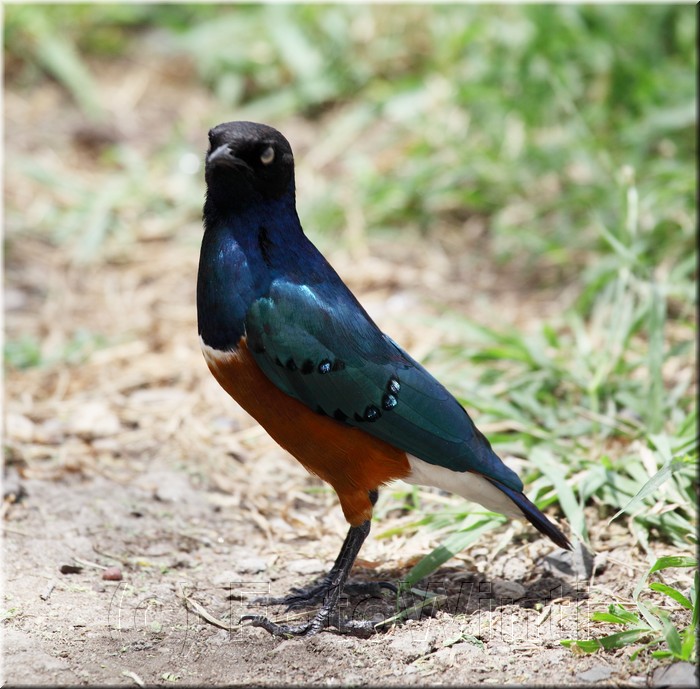 lamprotornis superbus2.JPG