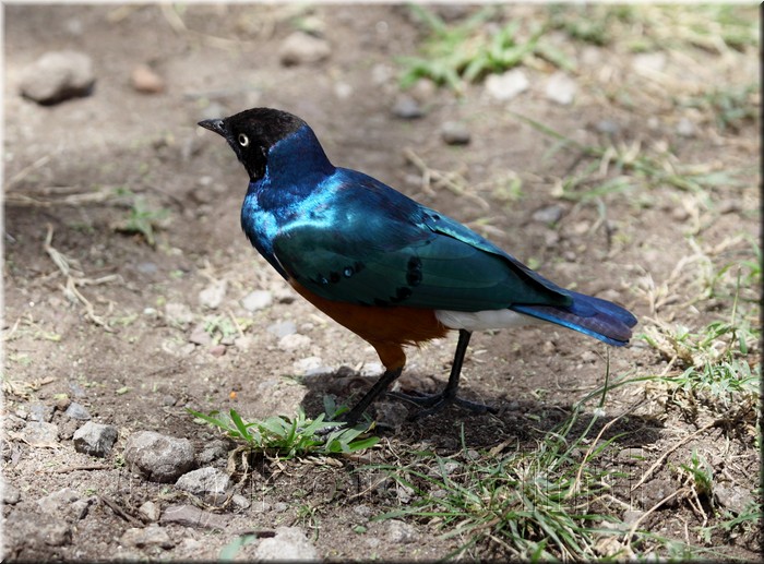 lamprotornis superbus3.JPG