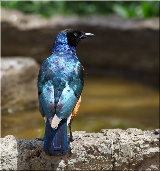 lamprotornis superbus4.JPG