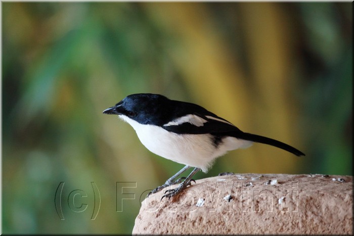 laniarius aethiopicus.JPG
