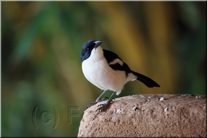 laniarius aethiopicus2.JPG