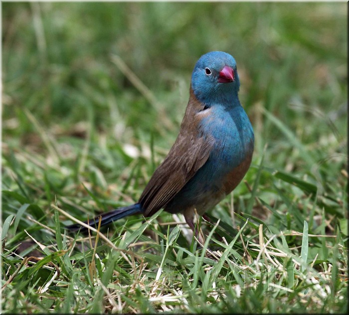 uraeginthus bengalus2.jpg