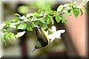 Anthreptes malacensis2.JPG