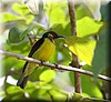 Anthreptes malacensis3.JPG
