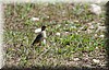 Anthus novaeseelandiae 1.JPG