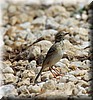 Anthus novaeseelandiae 2.JPG