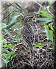 Anthus novaeseelandiae 3.JPG