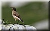Anthus spinoletta.JPG