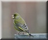 Carduelis chloris.JPG