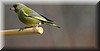 Carduelis chloris2.JPG