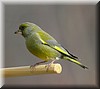 Carduelis chloris3.JPG