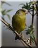 Carduelis chloris4.JPG