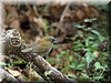 Catharus gracilirostris 1.JPG