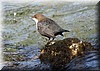 Cinclus cinclus.jpg