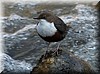 Cinclus cinclus2.jpg