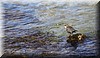 Cinclus cinclus3.JPG
