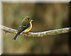 Contopus ochraceus 1.JPG