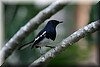 Copsychus saularis.JPG