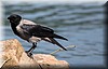 Corvus monedula.JPG