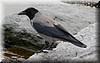 Corvus monedula2.JPG
