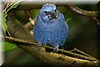 Cyanocompsa brissonii.JPG