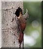 Dendrocolaptes picumnus.jpg