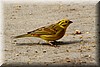 Emberiza citrinella.JPG