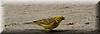 Emberiza citrinella2.JPG