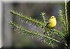 Emberiza citrinella3.JPG