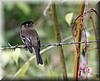 Empidonax atriceps 1.JPG
