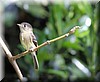 Empidonax atriceps 2.JPG