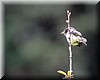 Empidonax atriceps 3.JPG