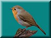 Erithacus rubecula.jpg