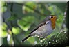 Erithacus rubecula2.JPG