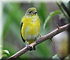 Euphonia hirundinacea 2.jpg