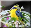 Euphonia hirundinacea 3.jpg