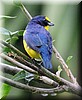 Euphonia hirundinacea.jpg