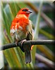 Foudia madagascariensis2.JPG