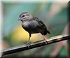 Foudia madagascariensis5.JPG