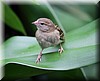 Foudia madagascariensis7.JPG