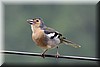 Fringilla coelebs maderensis Sharpe.JPG