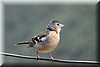 Fringilla coelebs maderensis Sharpe2.JPG