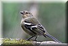 Fringilla coelebs maderensis Sharpe3.JPG