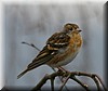 Fringilla montifringilla2.JPG