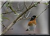 Fringilla montifringilla3.JPG