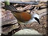 Garrulax leucolophus2.JPG