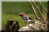 Garrulus glandarius.JPG