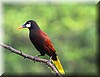 Gymnostinops montezuma 2.JPG