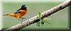 Icterus galbula 2.JPG