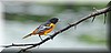 Icterus galbula.JPG
